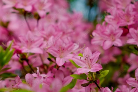 咲き誇るピンク色のツツジの花